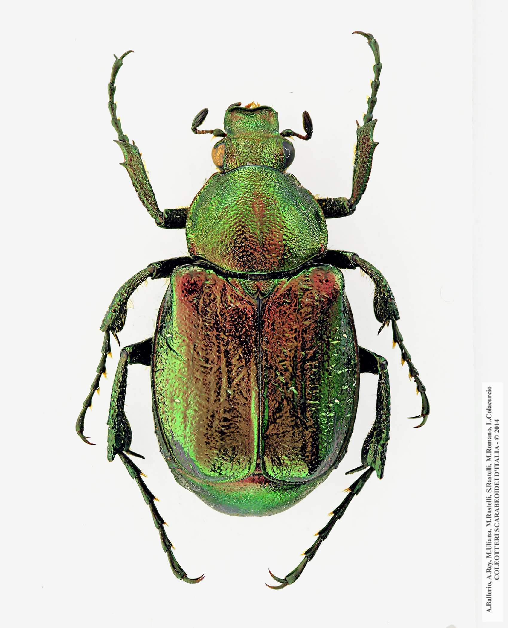 Gnorimus nobilis nobilis, maschio